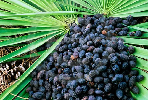 Saw Palmetto Berry