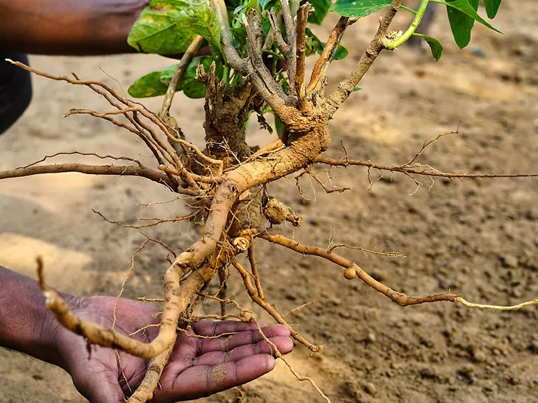 Ashwagandha Root